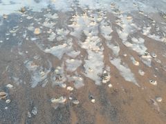 -日照海滨国家森林公园