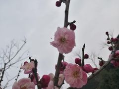-香雪海