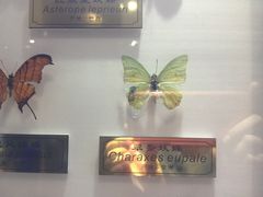 -上海昆虫博物馆