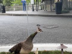 -J Create城市露营咖啡·简餐·宠物(上海动物园店)