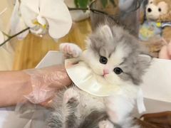 -欣宠猫屋·矮脚拿破仑·蓝金金渐层
