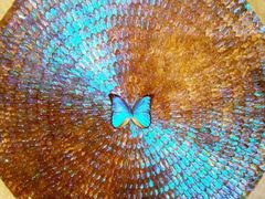 -上海昆虫博物馆