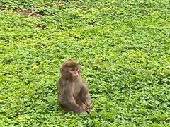 -南湾猴岛+椰田古寨一日游