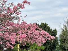 -细村农贸综合市场