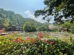 -野象谷景区