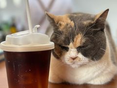 -有猫主题·治愈系猫咖(曾厝垵店)