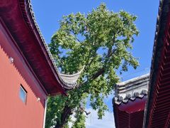 -贡湖湾湿地公园