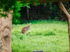 -杭州野生动物世界