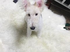 -PETKIT 小佩宠物·低压洗护·美容·寄养(安远店)