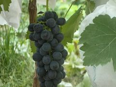 -马陆小张葡萄园农家乐