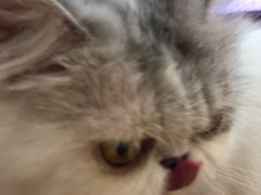 -MOYOYO猫咪咖啡店