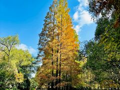 -上海共青森林公园