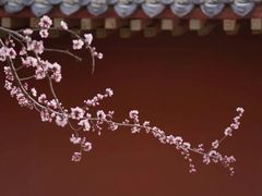 -桃花堤公园