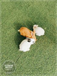 -萌宠亲子动物乐园(槐房万达店)