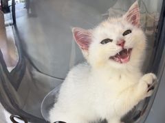 -伟伟宠物医院·CT影像中心·瑞派犬猫综合性门诊(汉口总院)