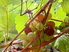 -时光花园(白鹭洲店)