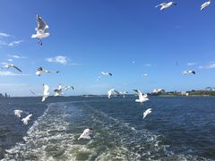 -黄金海岸