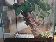 -酷以爬仙阁实体爬宠店·守宫·蜥蜴·专业繁育