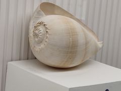 -青岛贝壳博物馆