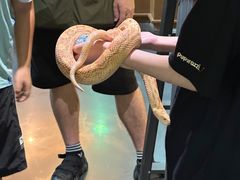 -帕帕拉兹宠物(亚洲旗舰店)