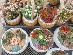 -龙大花卉苗木市场