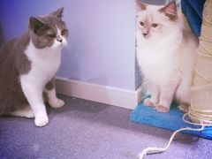 -喵的天空名猫咖啡馆·撸猫·猫舍·用品