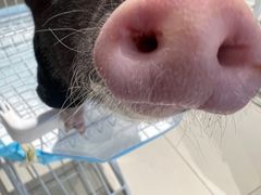 -怪兽屋·羊驼·猫咖·狗咖(俊华广场店)