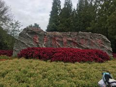 -东平国家森林公园