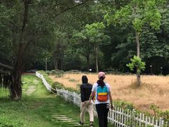 -南宁良凤江国家森林公园