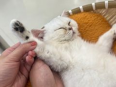 -共舞时光猫咖·狗咖(新街口店)