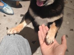 -豆柴町-柴犬主题狗咖(红鼎国际C座店)