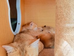 -1013 PET SHOP精品宠物商店(丁香店)