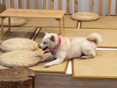 -柴迷FANS CLUB·柴犬狗咖·猫咖