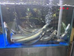 -本炙炭烤·蒲烧活鳗料理店(金沙洲店)