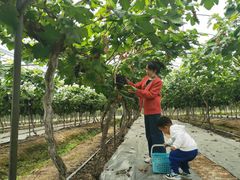 -金谷域澳洲庄园