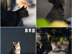 -青羊宫
