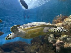 -上海海洋水族馆