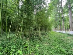 -黄海国家森林公园