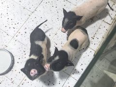 -上海大自然野生昆虫馆(东方明珠·爬宠昆虫探索中心)