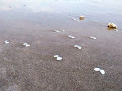 -六鳌翡翠湾滨海度假景区