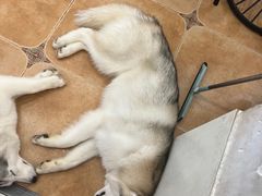 -Let's go狗咖·猫咖·奶狗·桌游(春熙路IFS店)