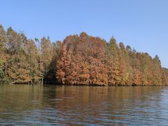 -上海海湾国家森林公园