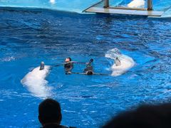 -海合安成都极地海洋公园
