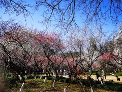-杭州植物园