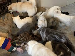 -猫小院猫主题餐厅(南锣旗舰店)