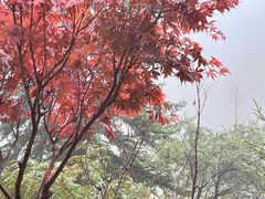 -叠溪松坪沟景区