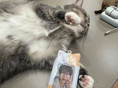 -MOCHA明星猫咖(田子坊店)
