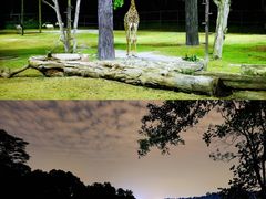 -夜间野生动物园