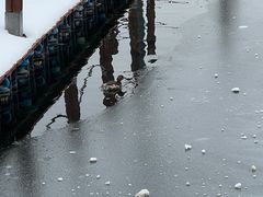 -什刹海