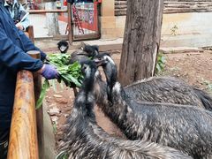 -昆明动物园